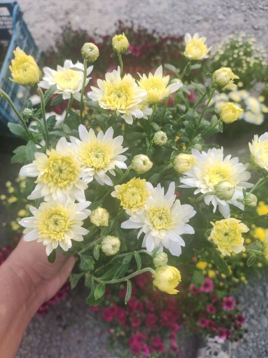 Хризантема мультифлора