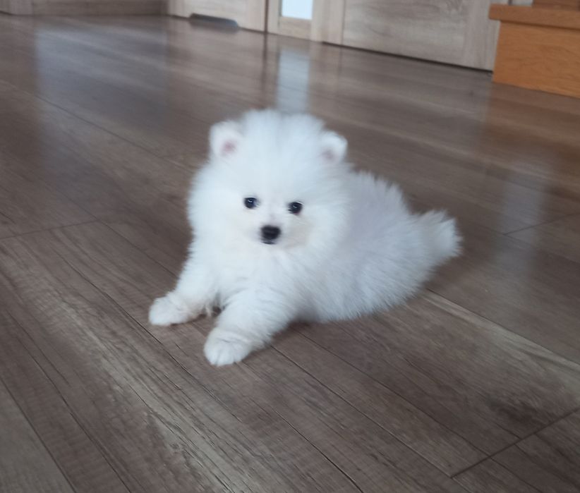 Szpic miniaturowy pomeranian