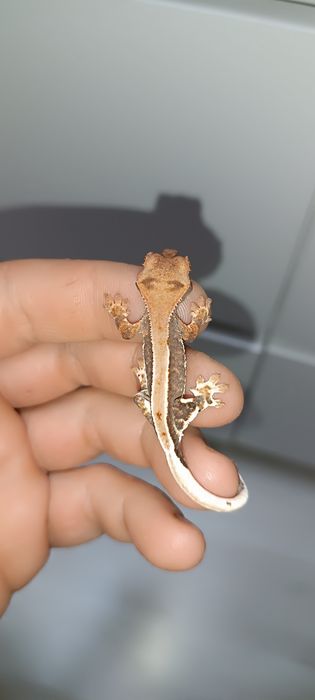 Gekon Orzęsiony młodziak