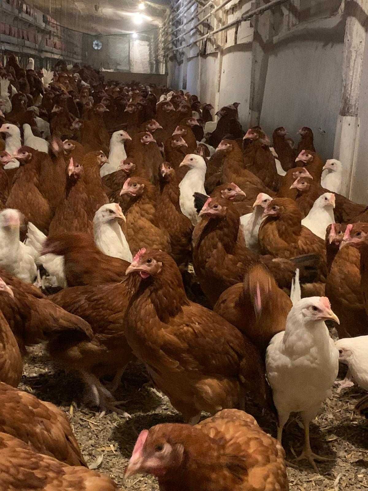 Kury nioski prosto od hodowcy ! Kurki z jajkiem ! Messa Leghorn Senny