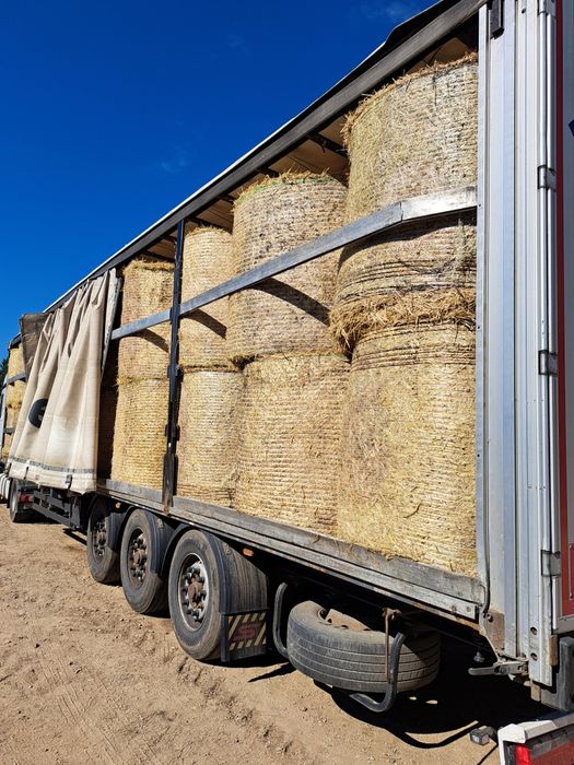 Słoma sucha pszenna / ściółka dla zwierząt koni drobiu / słoma w balot