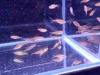 Danio Choprae - choprai