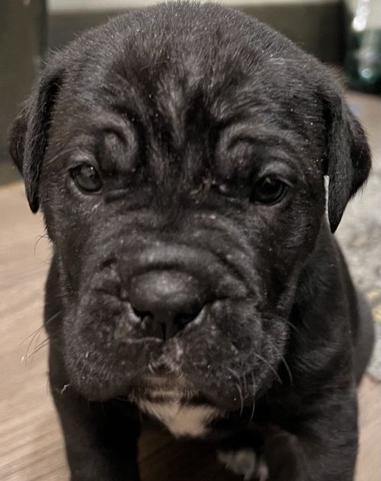 Щенки Cane Corso / Кане Корсо — идеальный подарок к Новому году

У нас