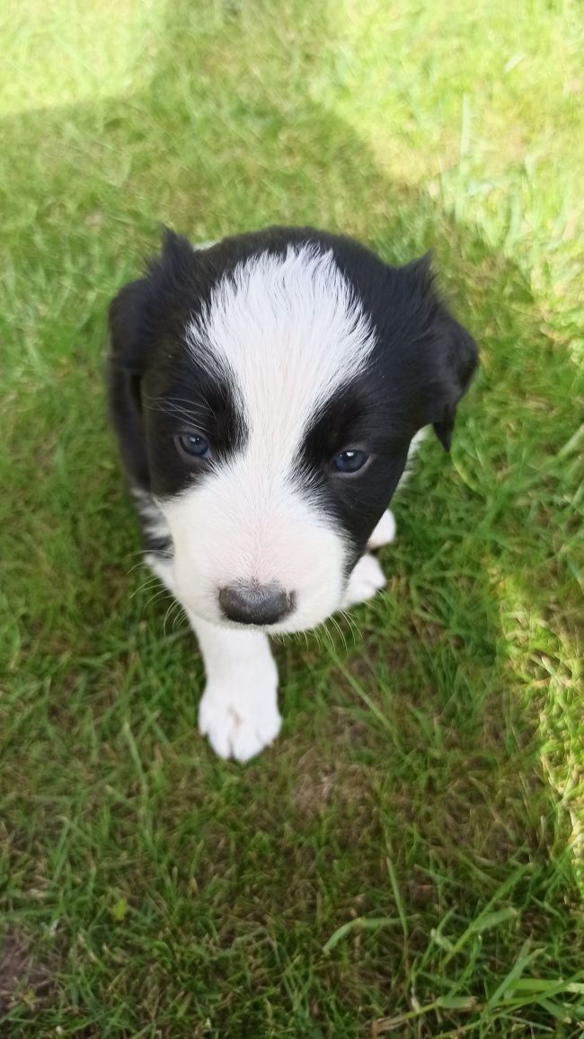 Border Collie Szeczniak