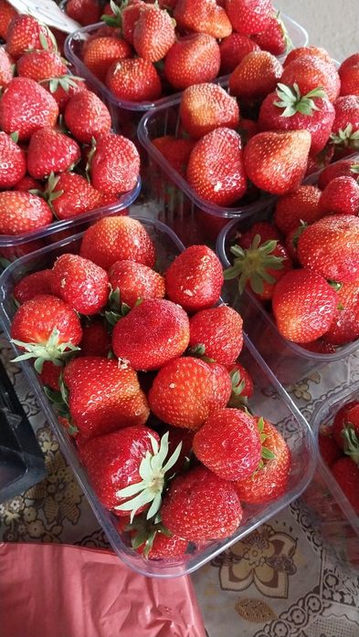 Рассада клубники