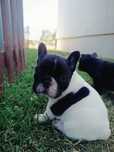Buldog Francuski