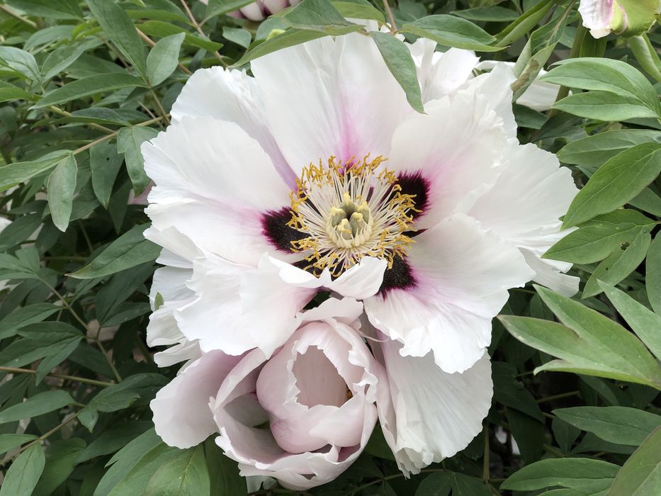 Піон деревовидний