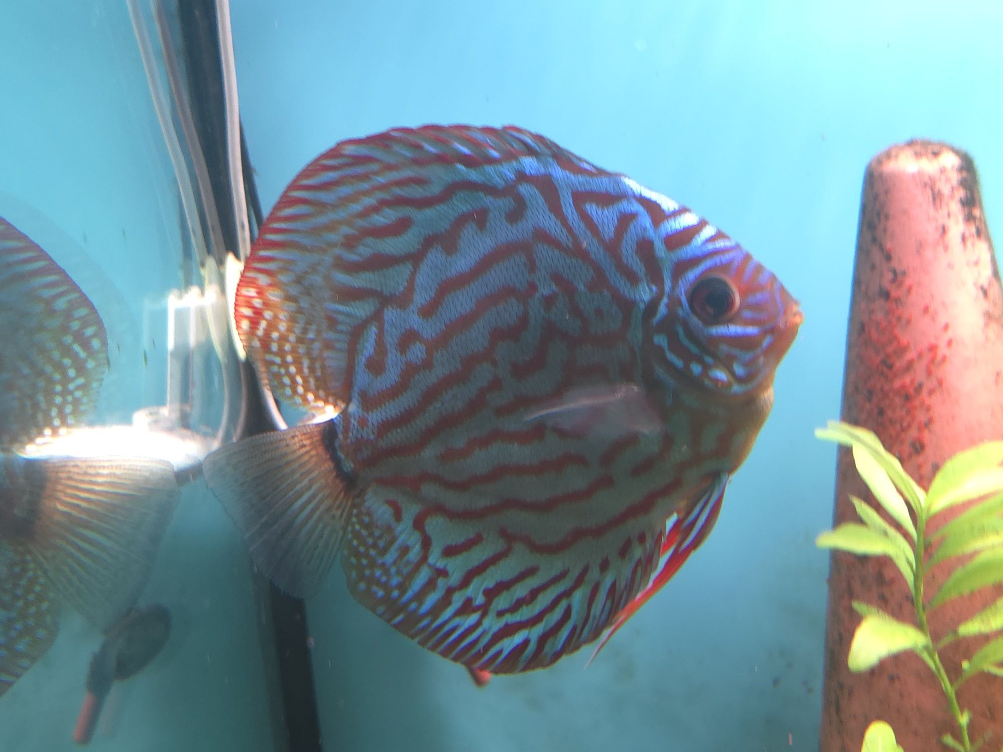 Discus Blue Turquoise 10-12cm