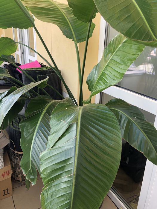 Strelicja biała strelitzia nicolai 150 cm 3 rośliny w jednej
