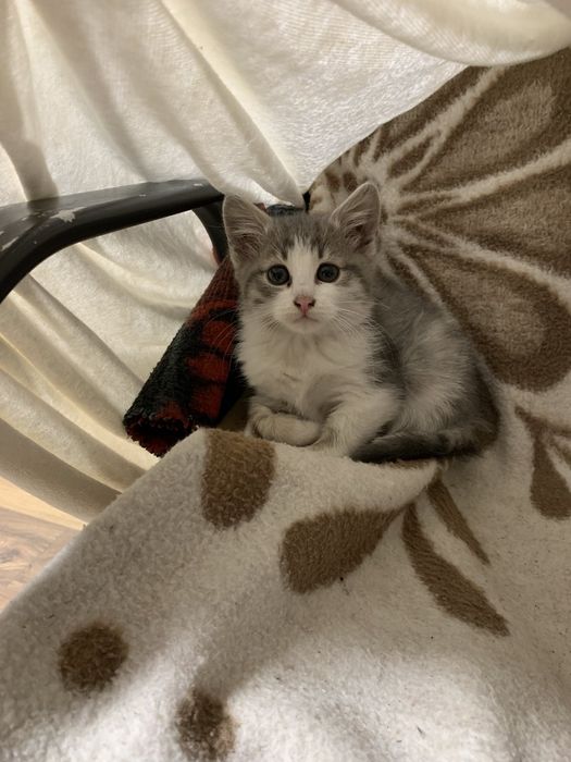 Віддам безкоштовно кошеня