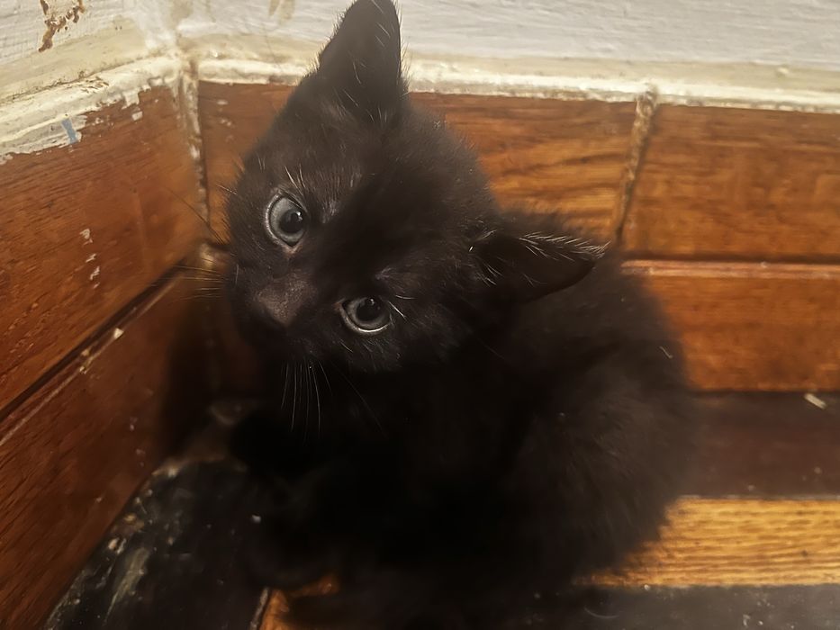 Kotki do adopcji