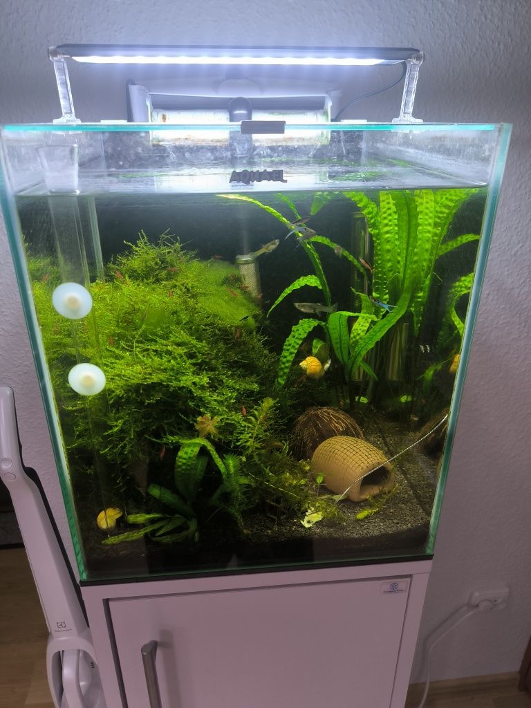 Krewetkarium Aquael 49L 35x35x40h White duży zestaw akwarium krewetki