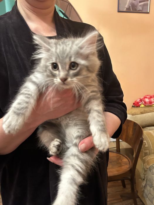 Котики кошенята котята кішка кот