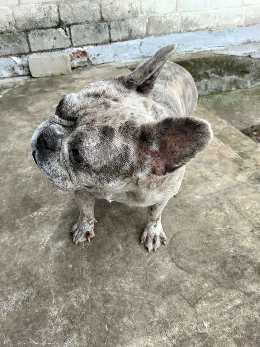 Французький бульдог продам