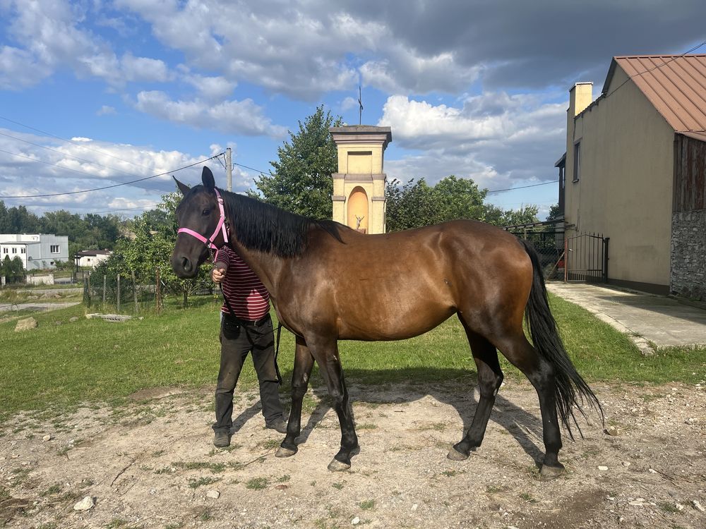 Klacz SP Cena podlega negocjacji
