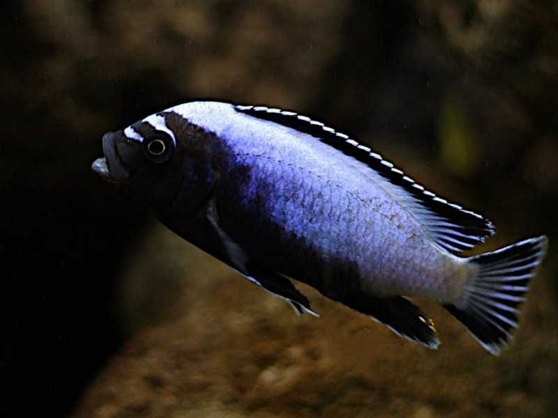 Pyszczaki Metriaclima Koningsi Membe Deep Samce