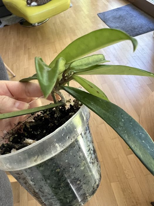 Hoja hoya shepherdii
