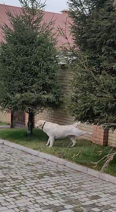 Вязка. Документы. Лабрадор мальчик.