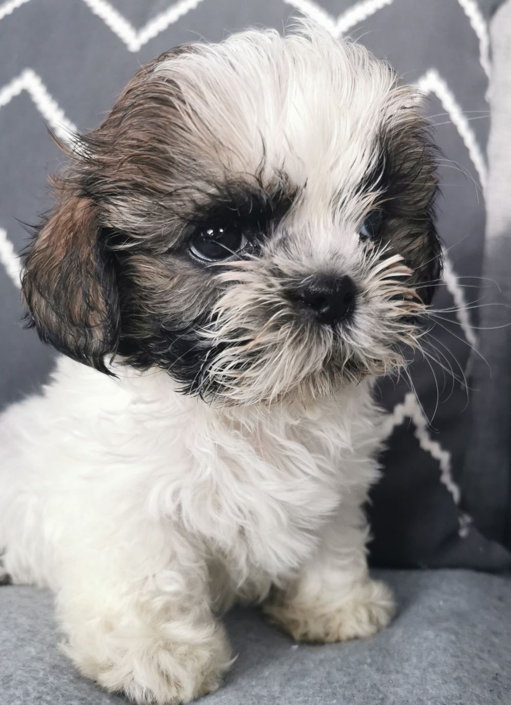 Śliczny piesek shih-tzu