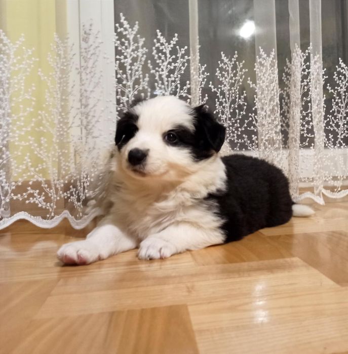 Szczenię Border Collie ZKwP pies samczyk