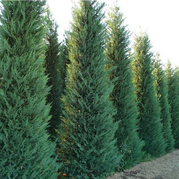 Кипарисовик Лейланда