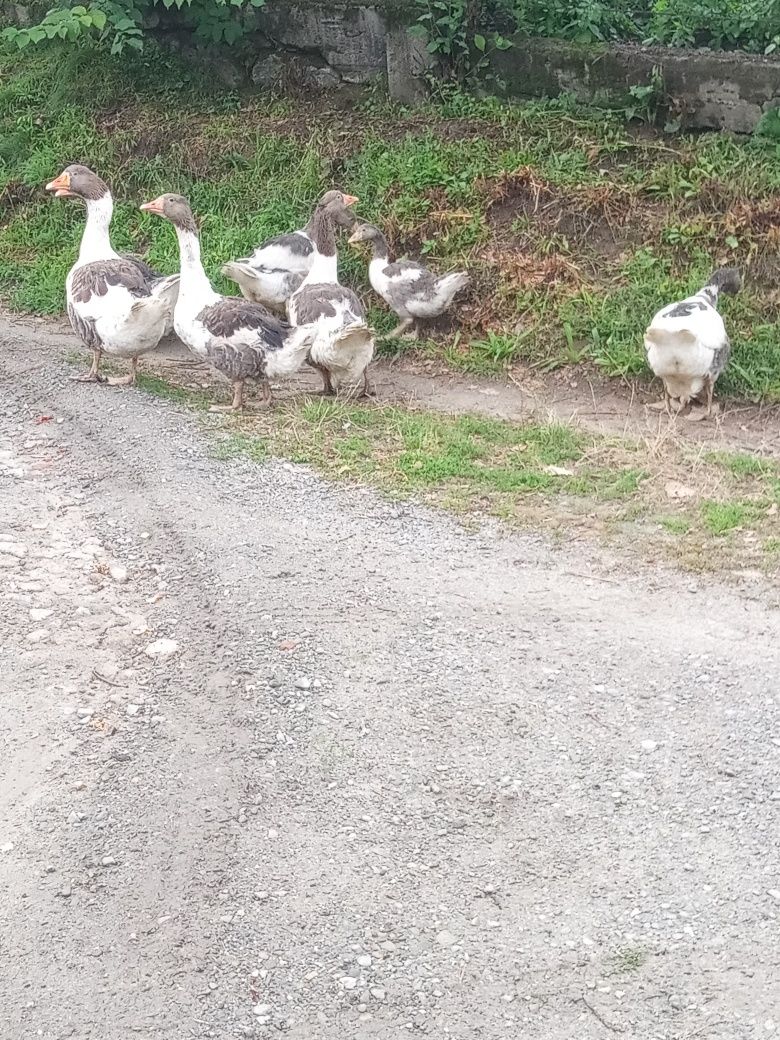 Gęsi kartuskie podkarpackie Gąsior gąski