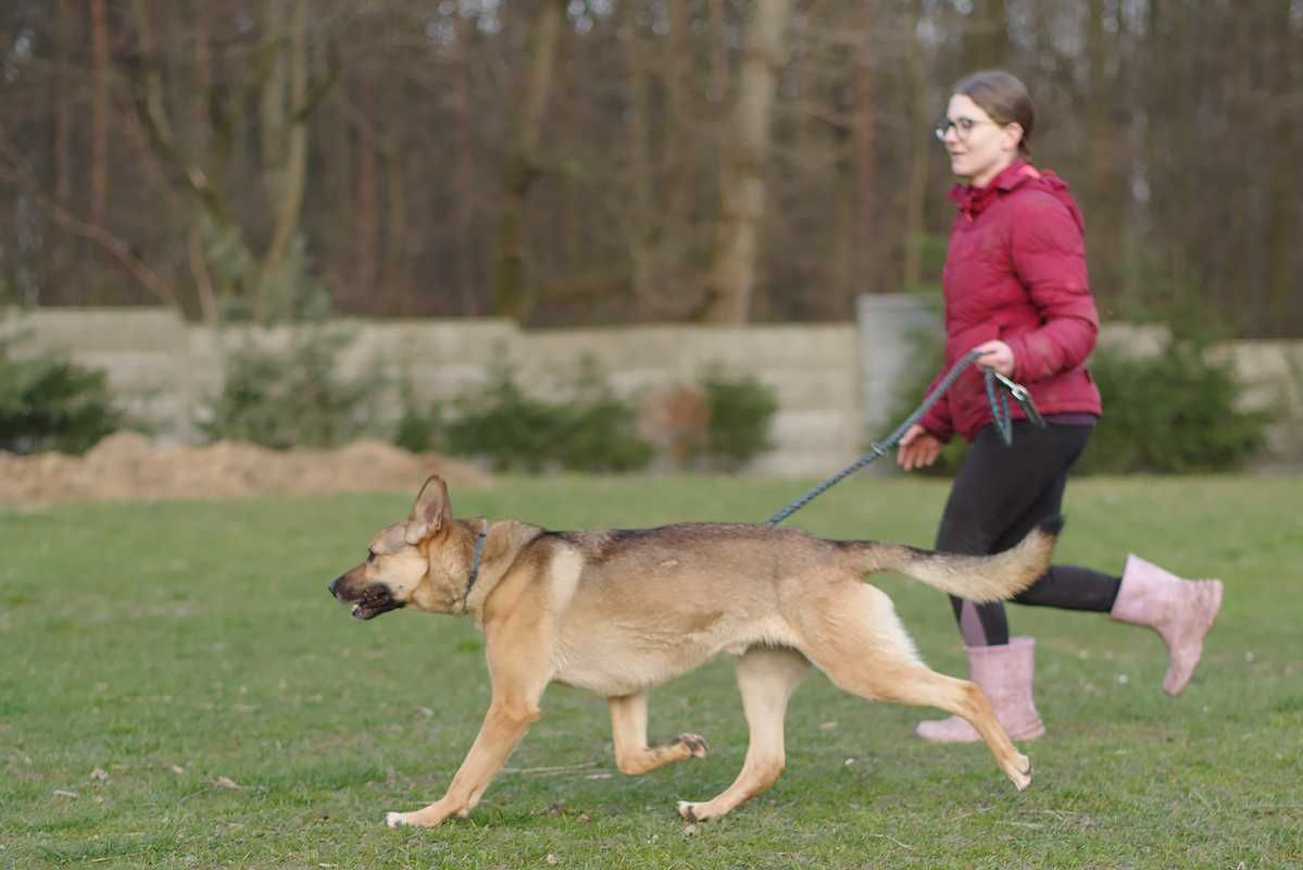 owczarek Mix  szuka domu schronisko Zgierz aktualne