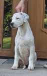 Suczka Dog Argentyński