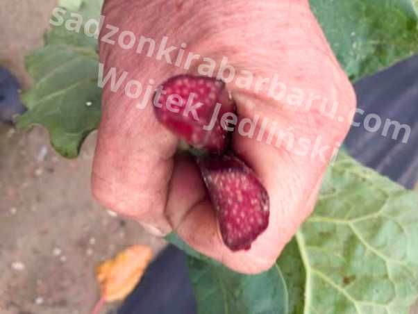 Sadzonki rabarbaru , karpy rabarbaru , rabarbar in vitro