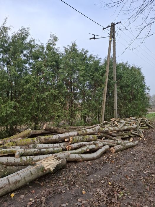 Drzewo na opał topola