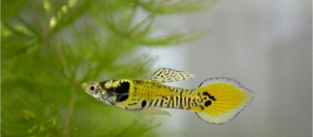 Gupiki karłowate – tylko samce, 3 zł/szt.