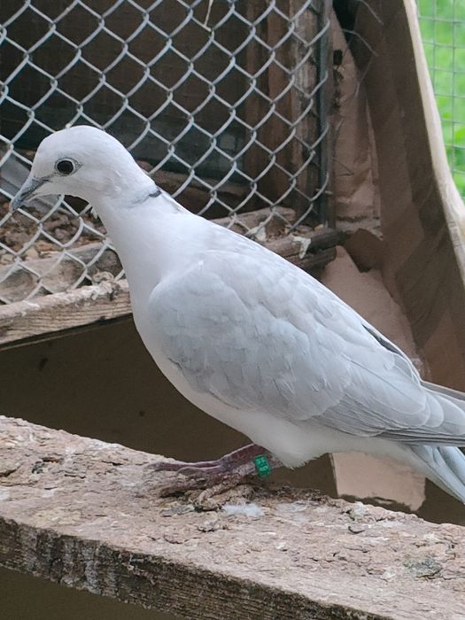 Sprzedam gołąbki cukrówki
