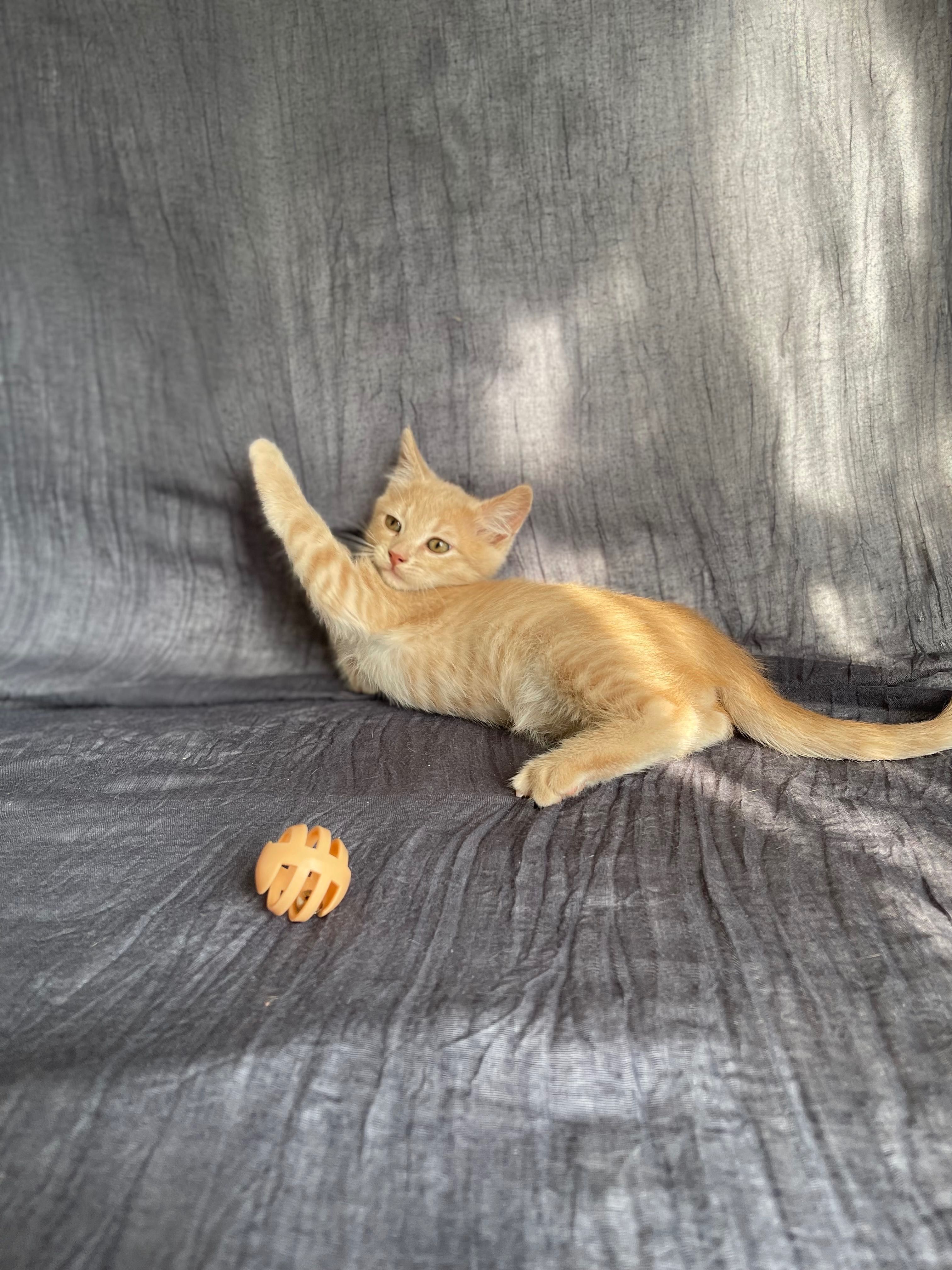 Котята отдам красивый котенок