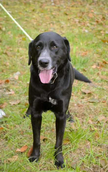 Oskar w typie labradora szuka domu