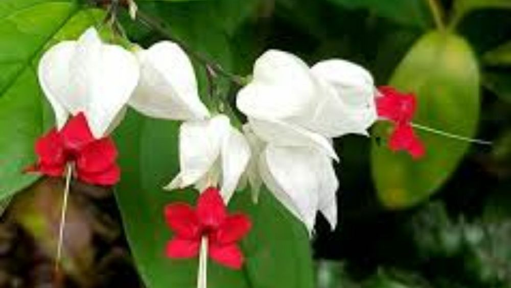 Клеродендрум Томпсона, невинная любовь