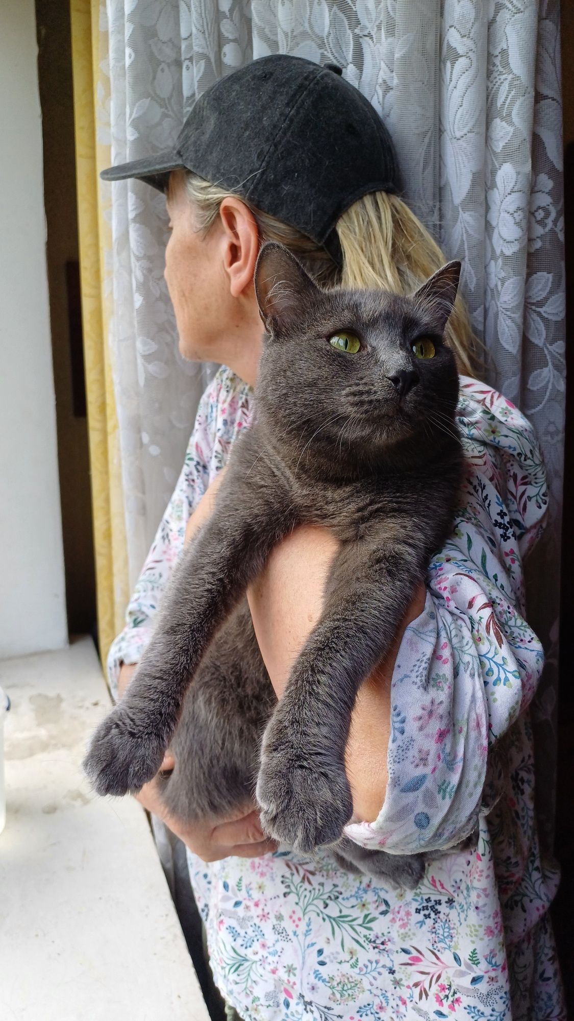 Блакитна шовковиста киця