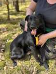 Czacza w typie labradora szuka domku