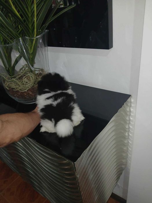Spitz Alemão Anão e/ou Lulu da Pomerânia MACHO BICOLOR com  LOP  AFIXO