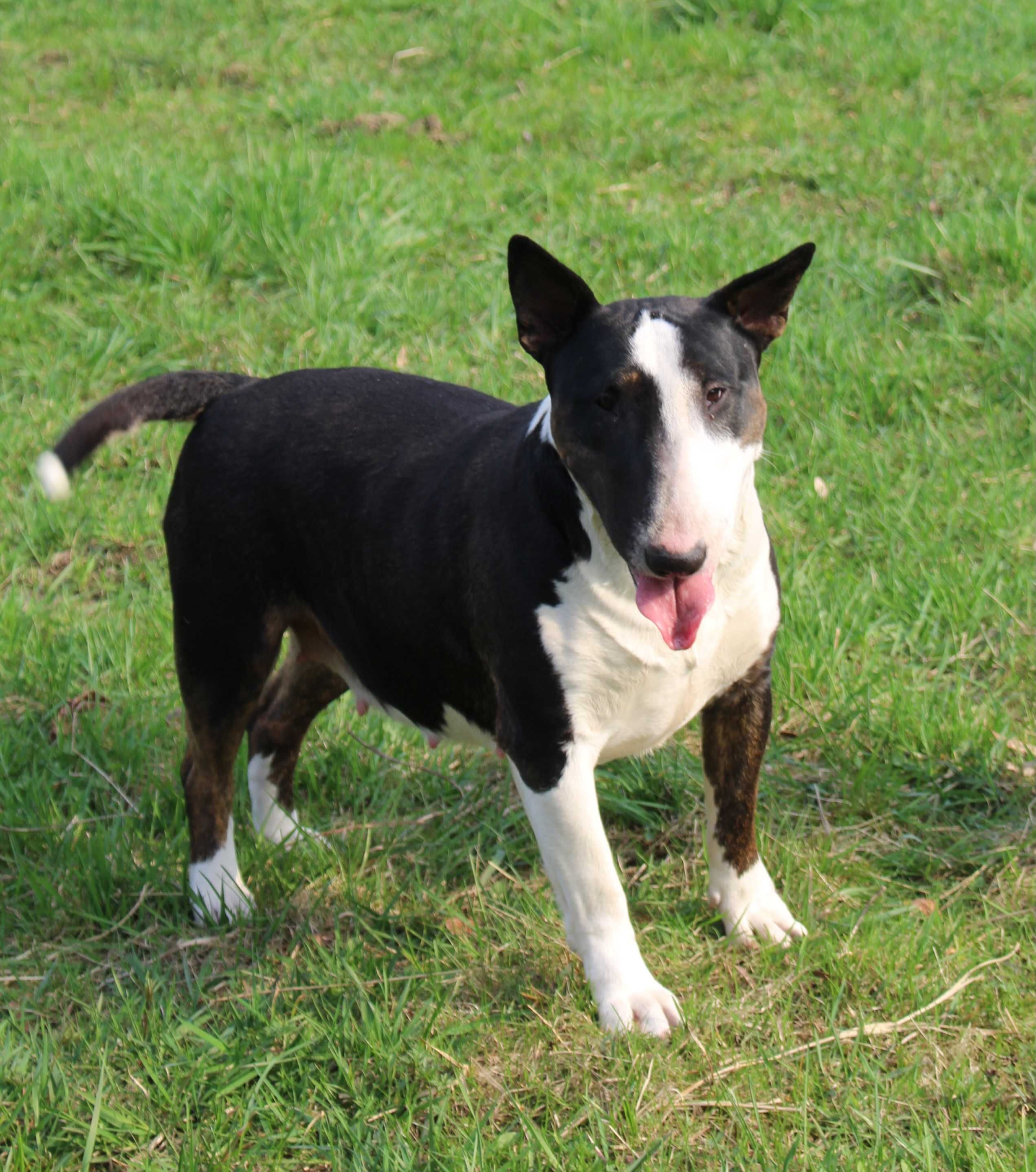 Suczka bulterier standardowy bull bullterrier