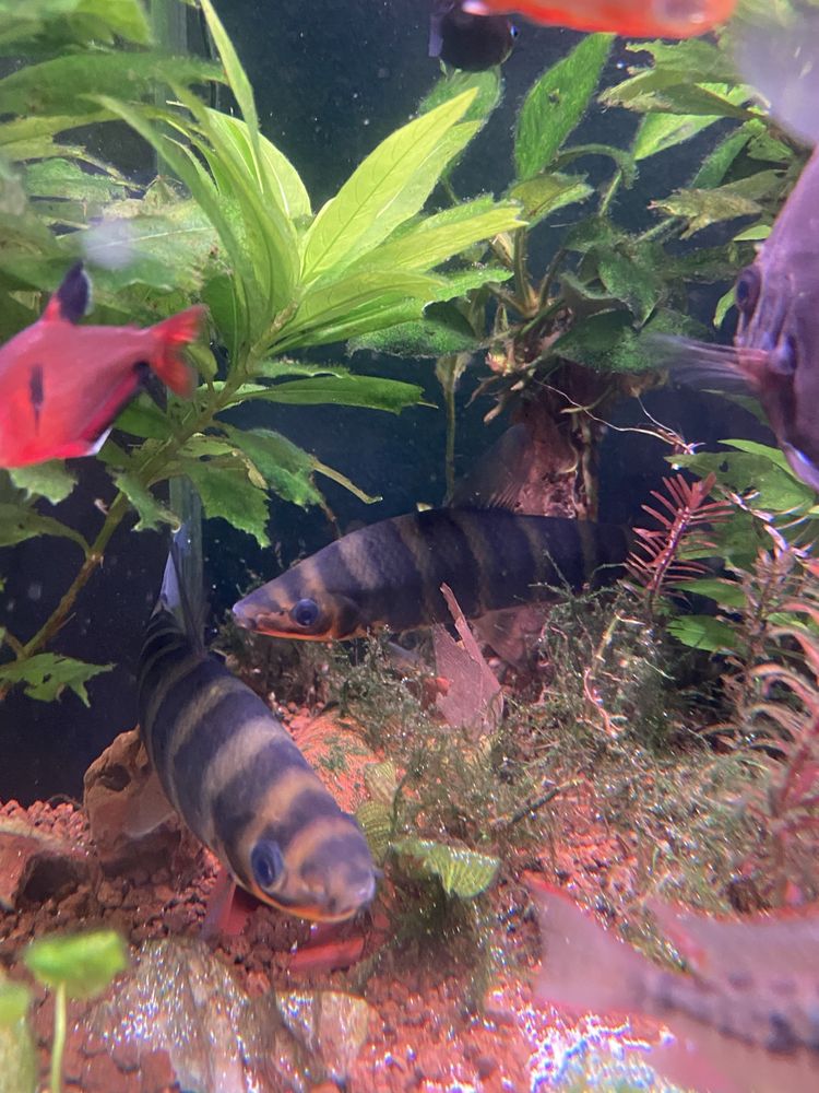Leporinus fasciatus