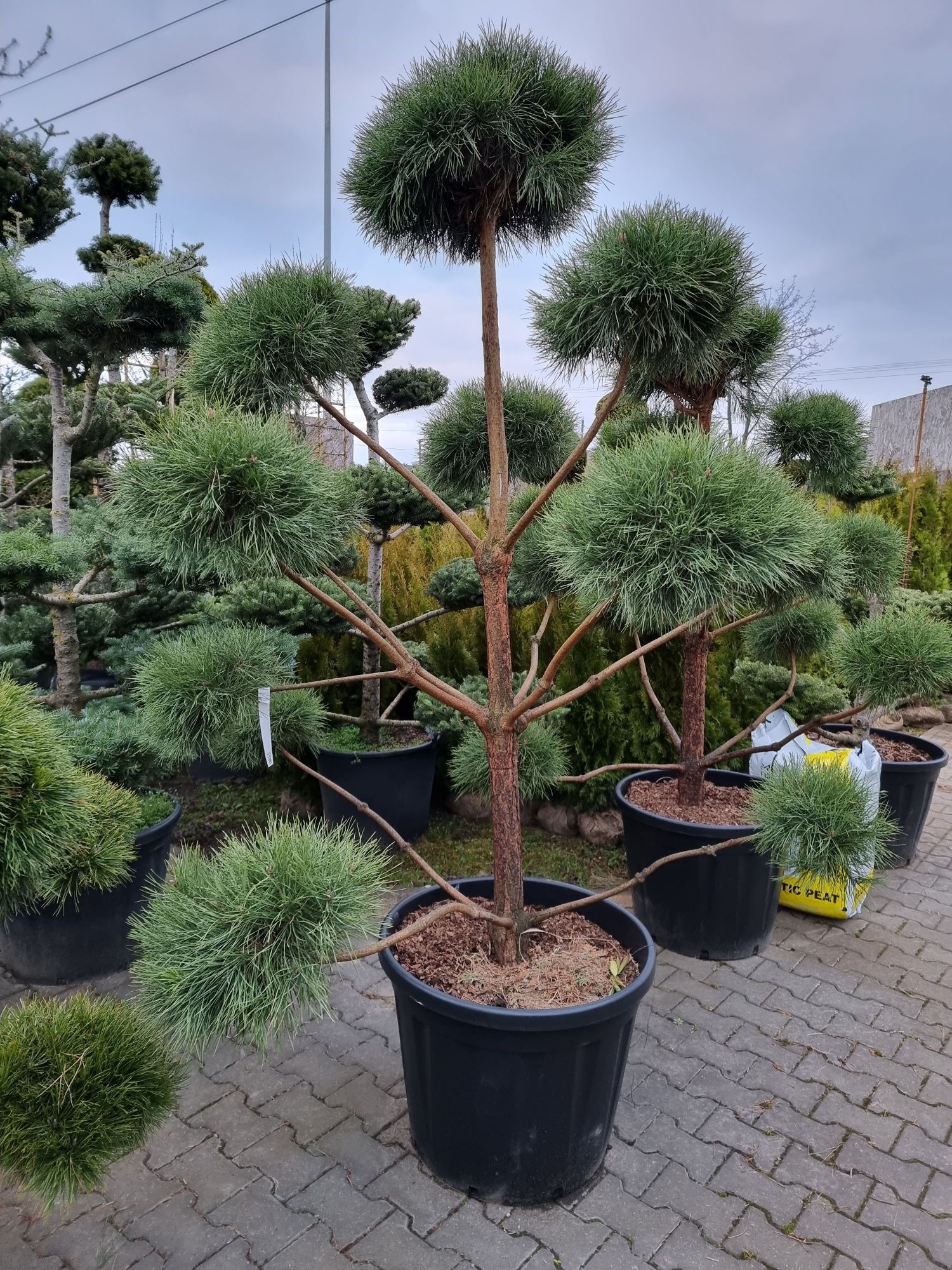 Krzewy formowane Niwaki BONSAI