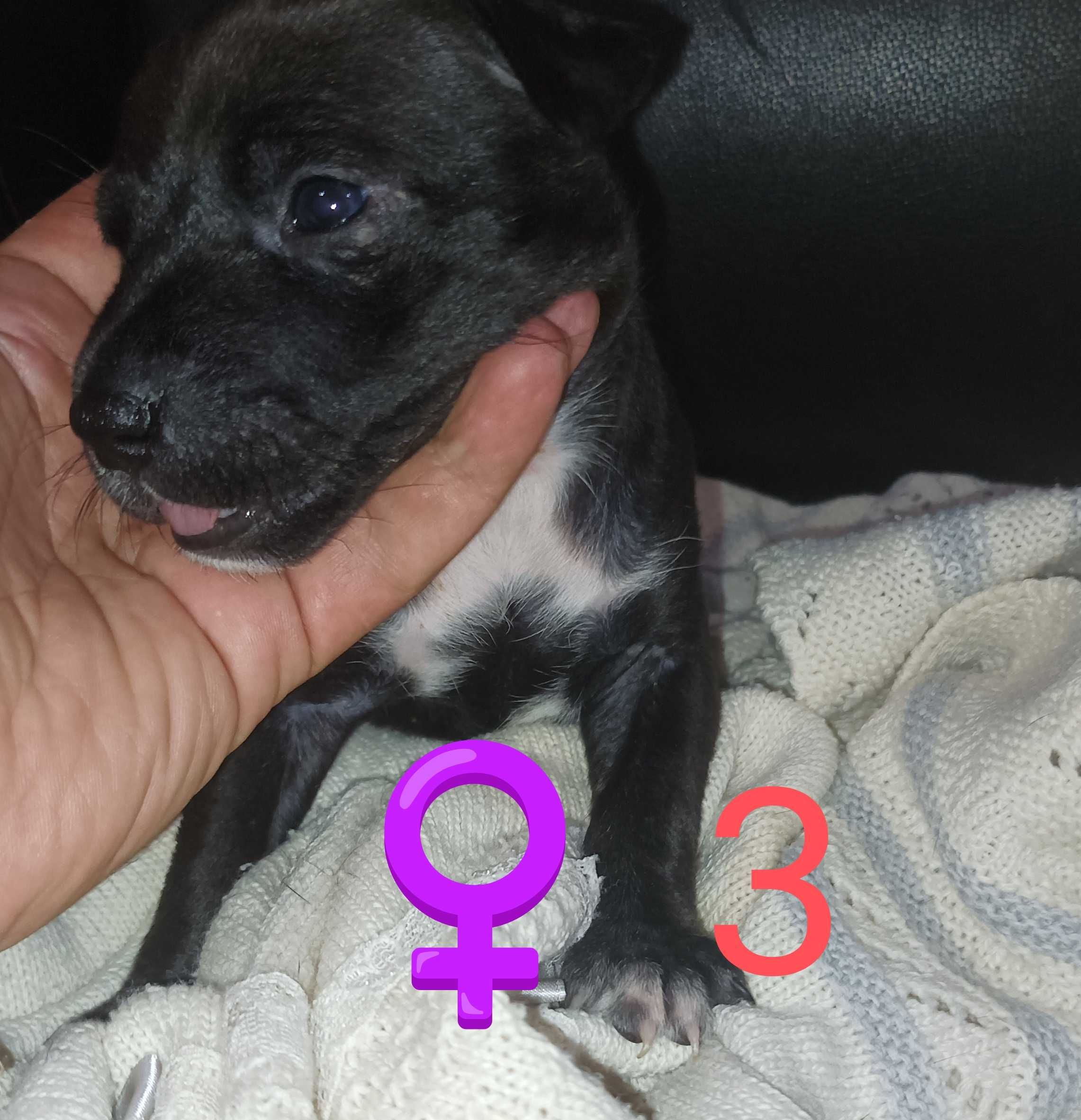 Amstaff'S para adoção