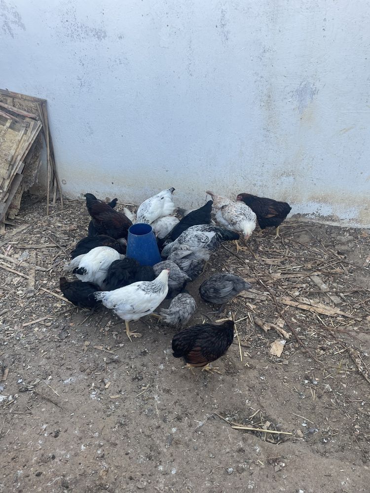 Vendo frangos caseiros