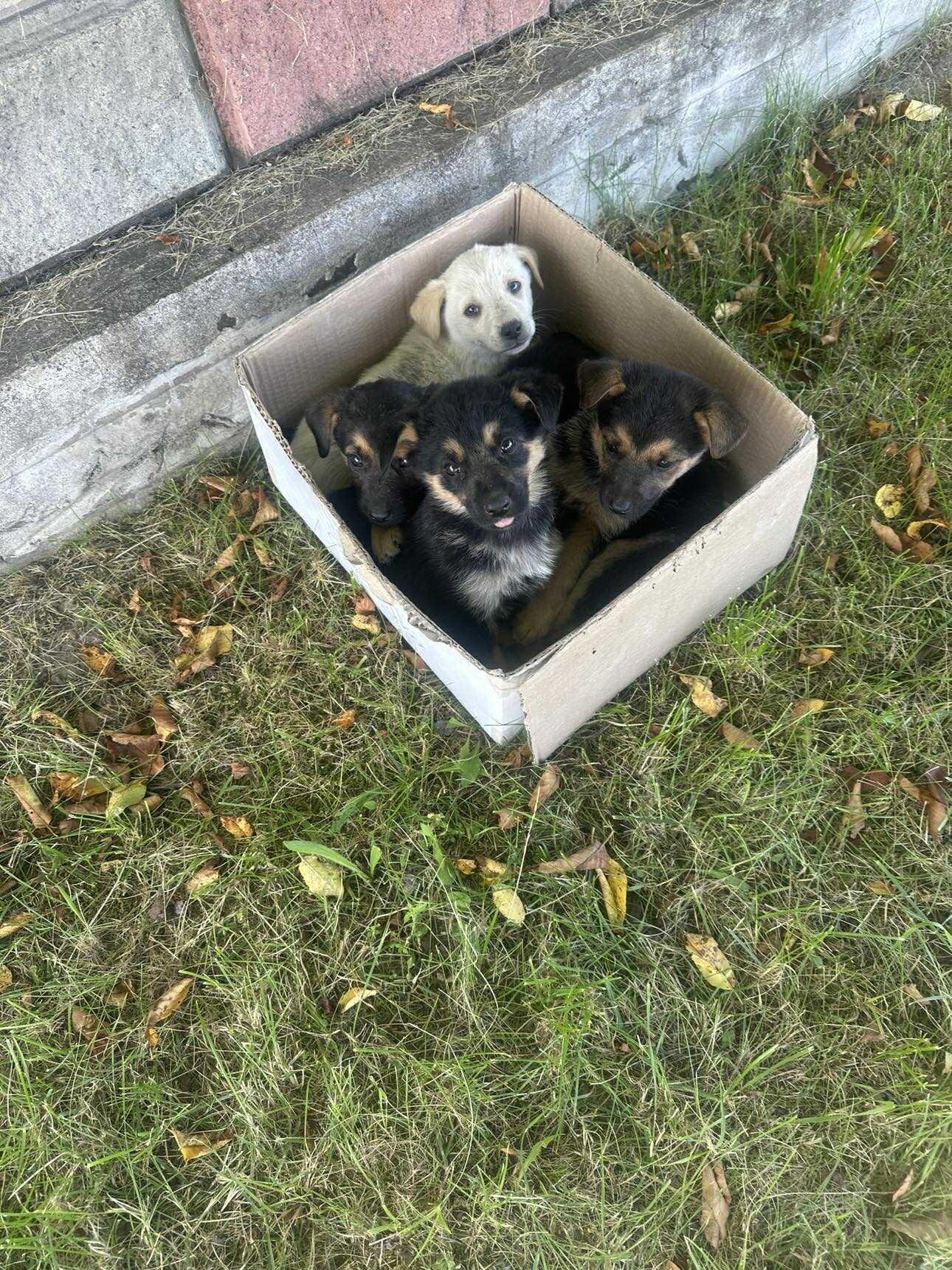 Цуцики щеплені в добру сім'ю