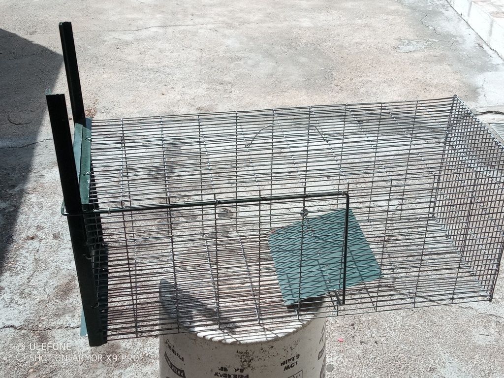 Gaiola predadores