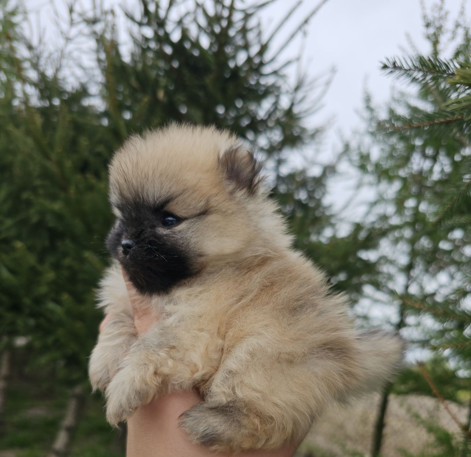 Piękna sunia szpic miniaturowy pomeranian