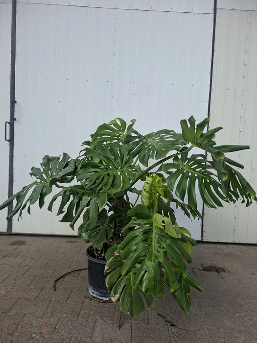 Okazała Monstera