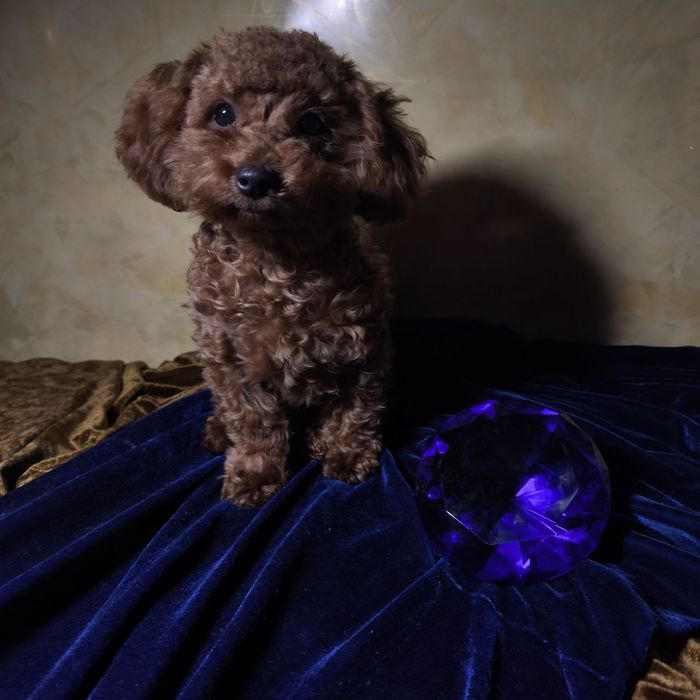 Пудель, Тойпудель