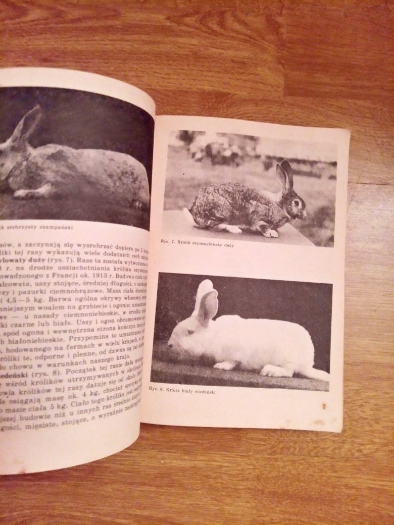 Książka racjonalny chów królików