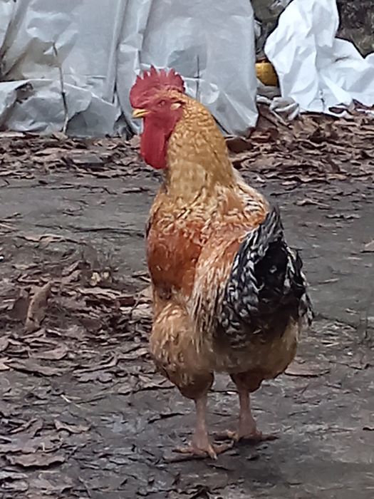 Продам Білефельдер, півень, Або обмін на молодих курчат